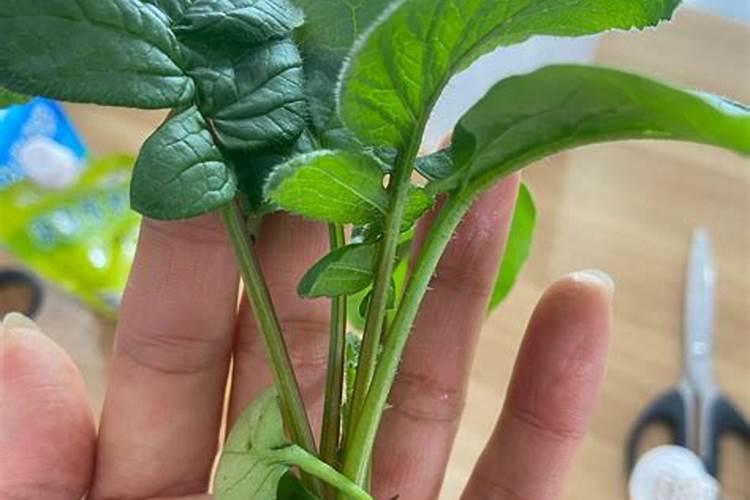 多肉植物爆牙素有毒吗？