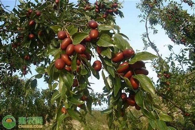 枣树施什么肥料最好