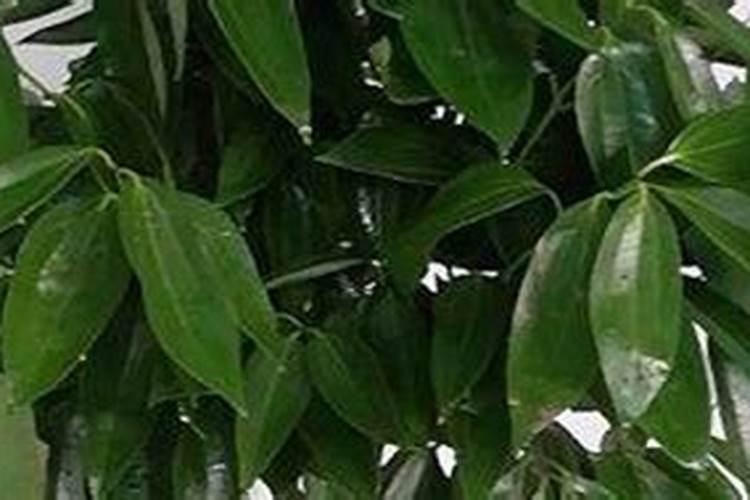 平安树怎样浇水