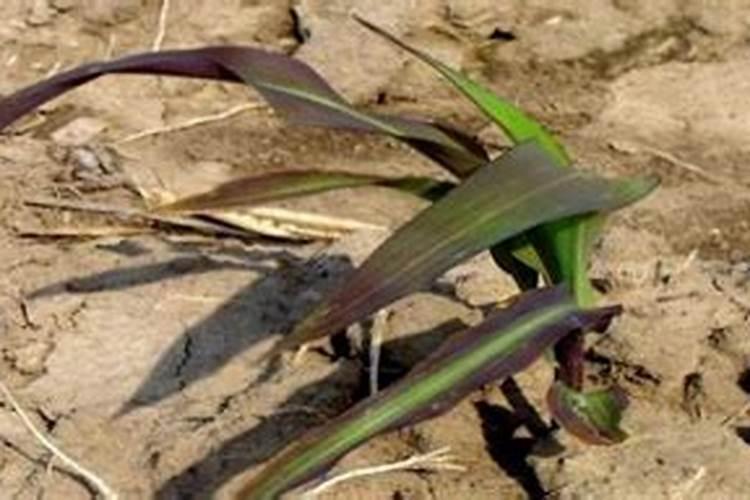 植物施肥过量会死吗？