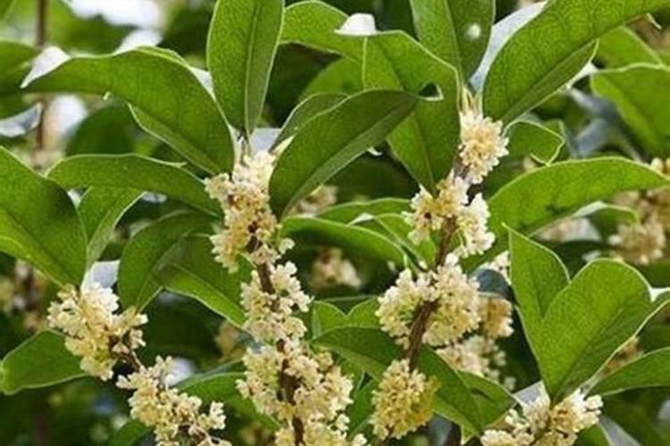 桂花喜欢什么肥料和土壤