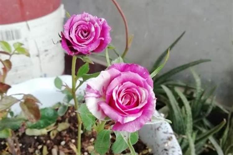 玫瑰花施用复合肥中的钾肥应用氯化钾还是硫酸钾？