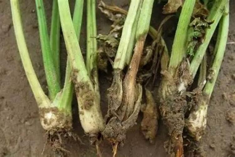 芹菜什么肥料最好