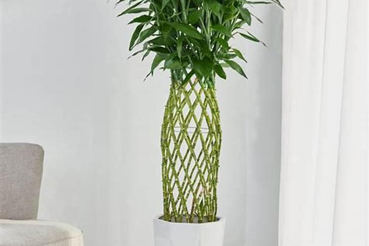 阳台黄花菜的饲养方法及注意事项