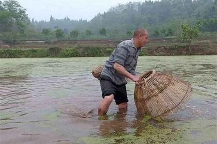 黄花菜怎么吃法