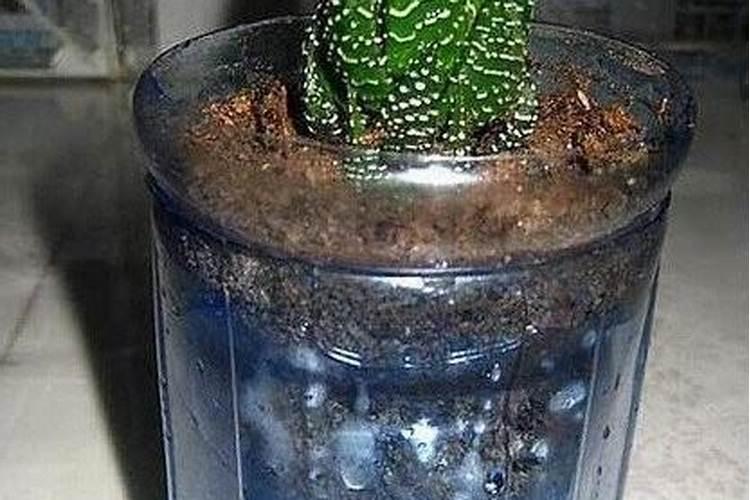 油菜底肥施用方法