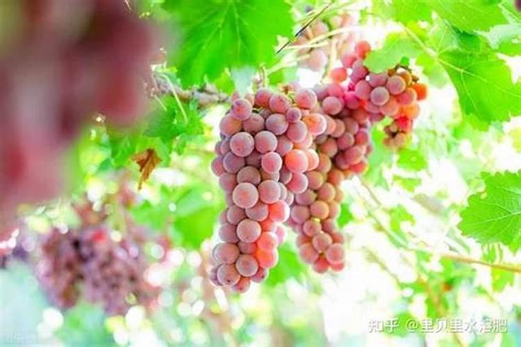 芸苔素和赤霉素有什么区别