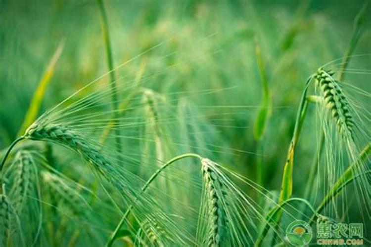 小麦要高产,返青拔节期浇水施肥很关键