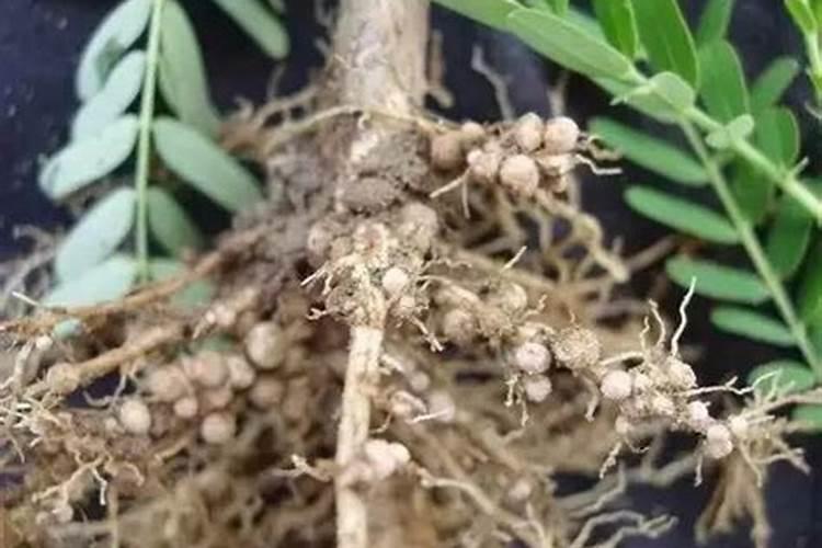 为什么豆类植物不需要施氮肥