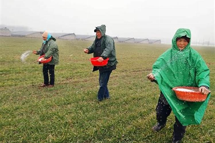 小麦施肥最佳时间