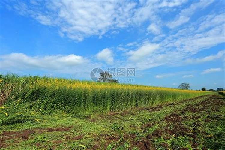 种植豆科植物为什么不需要施用氮肥？
