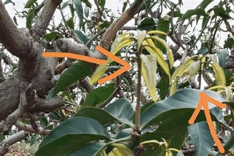 促进常绿果树花芽分化有哪些措施