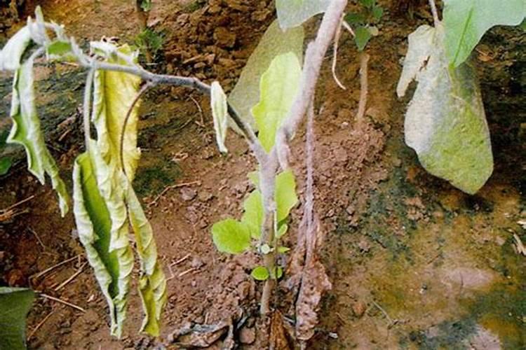 老师!茄子黄瓜缺钙是不是容易得灰霉病。我家茄子灰霉病一直治不好。谢 ...