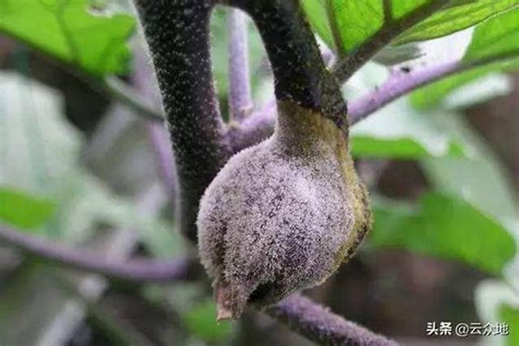 茄子灰霉病烂花烂果怎么办
