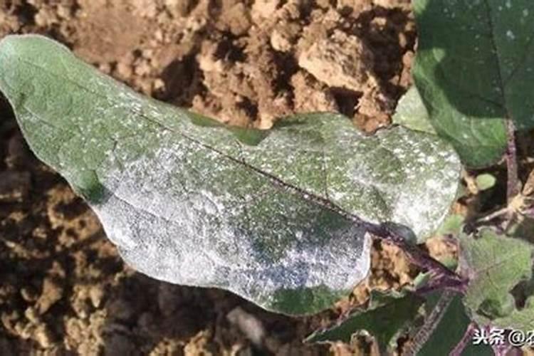 如何治疗茄子灰霉病