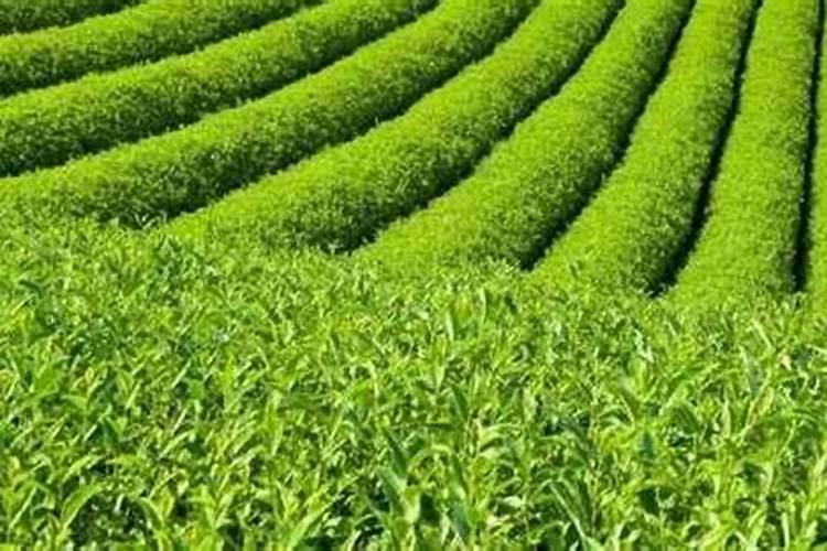 茶树用什么肥料好