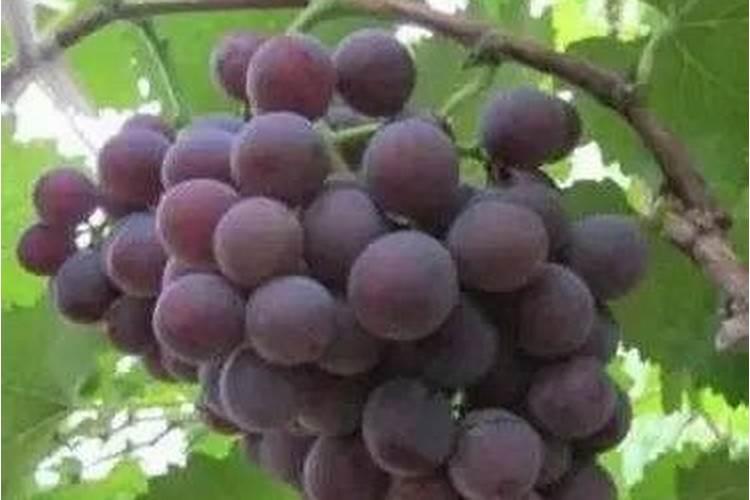 葡萄生根肥什么时候施最好