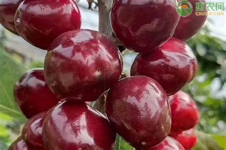 刚刚移栽的樱桃树可以使用叶面肥吗？怎样使用？