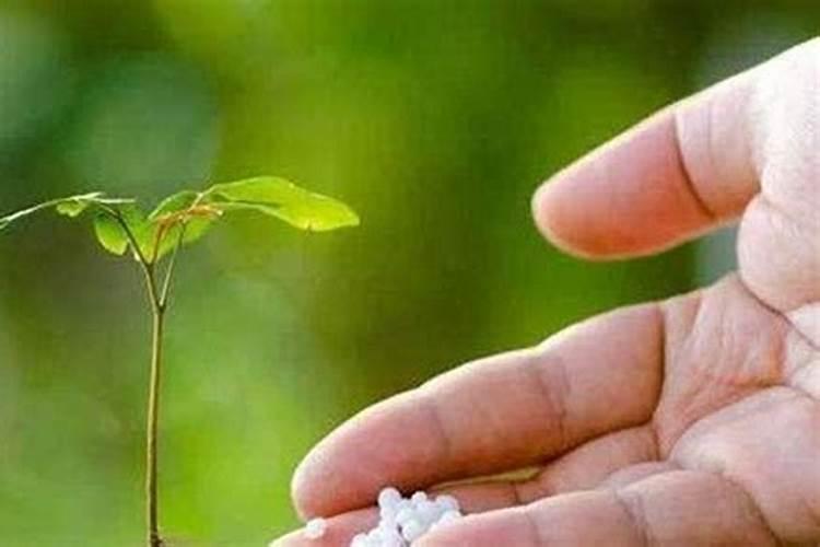 氮肥浇花多久一次 氮肥浇花需几天一次？