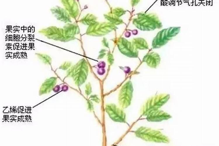 芸苔素有矮壮植物的效果吗