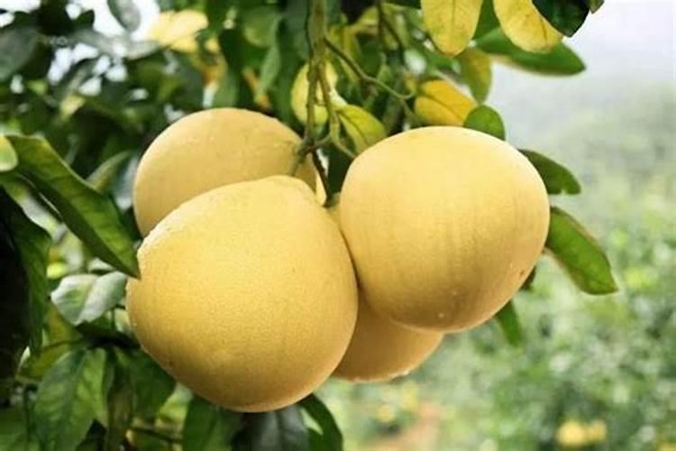 请教果树专家·柚子树冻坏怎么解救前段时间下雪温度底可能冻坏了这几...