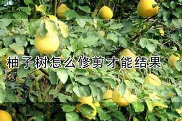 柚子膨果期追肥用什么好？叶面追肥用肥建议