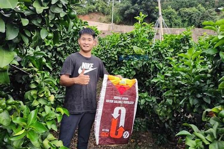 果树用水溶肥好还是复合肥好(复合肥可以兑水浇果树吗)