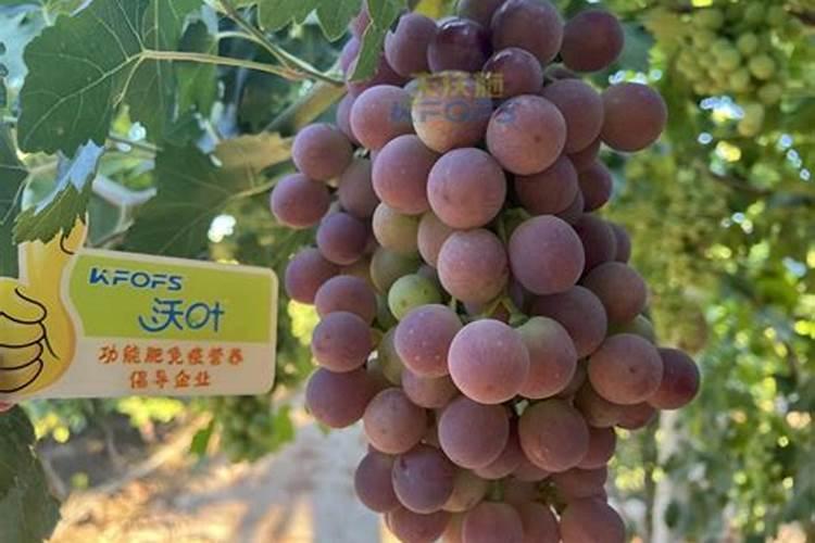 叶霸大量元素水溶肥料功效