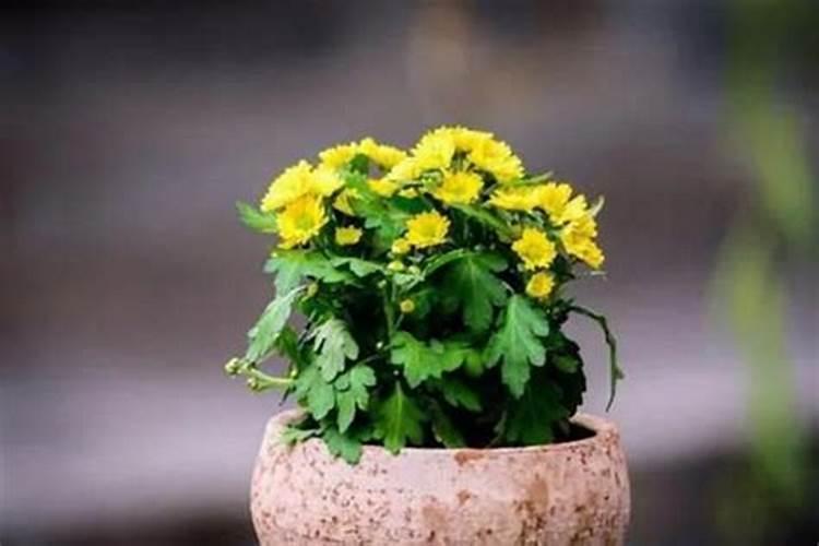 黄色的菊花适合家养吗？听说是丧事上用的？如果能养,注意什么,怎样养？