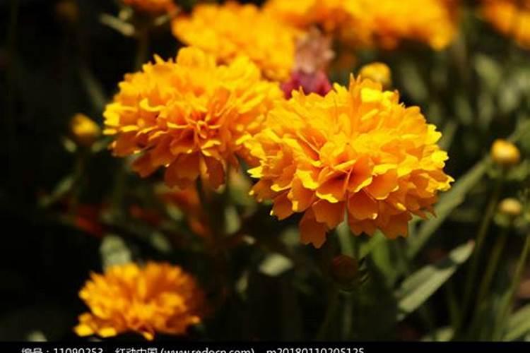 孔雀草栽培步骤