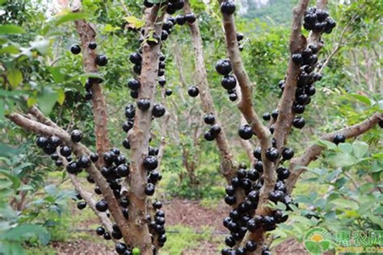 嘉宝果怎样施肥才多果