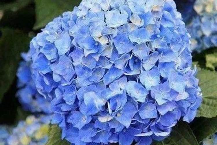 绣球花什么时候浇磷酸二氢钾