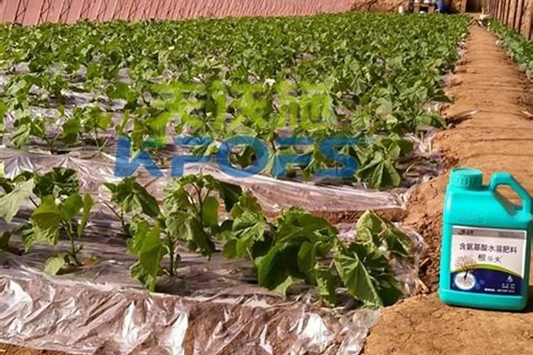生根壮苗用什么肥料最好
