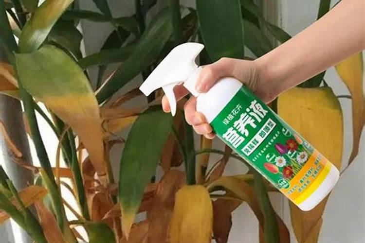 文竹叶子需不需要喷水