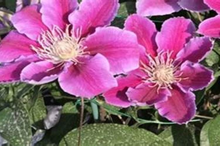 铁线莲花浇什么肥料合适