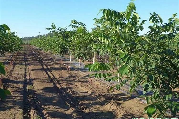 核桃树用什么肥料百度问一问