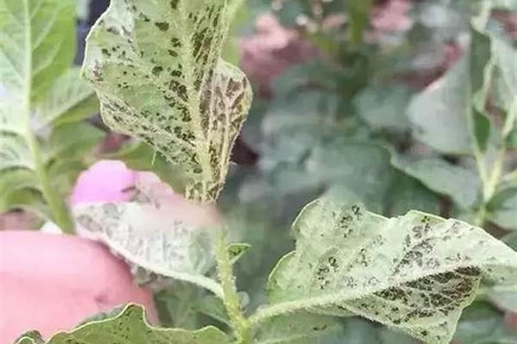 红掌多长时间浇一次水