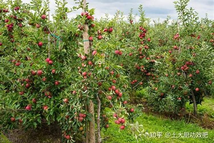 芹菜什么时候用钙肥 怎么使用效果好