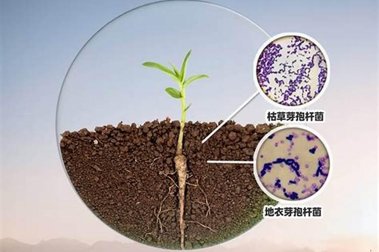 大樱桃秋施肥都喂什么肥