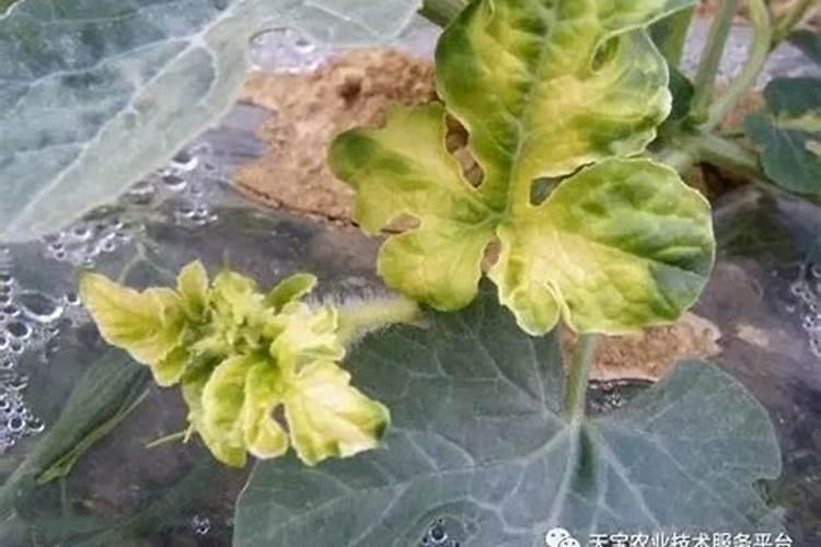 西瓜刚出土两片叶发黄怎么回事？