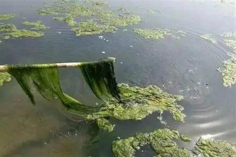 腐殖酸钠能杀青苔吗