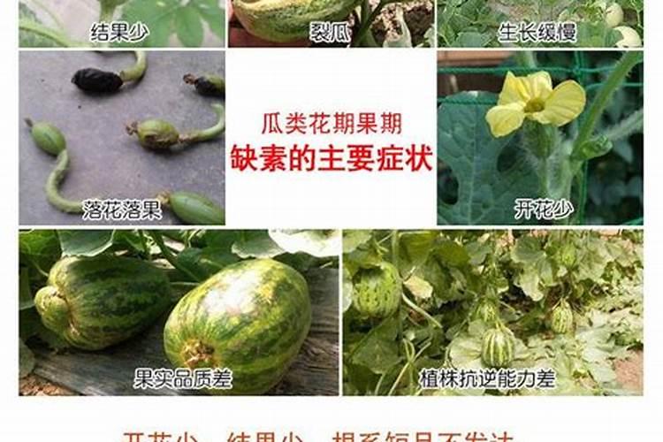 西瓜增甜喷什么叶面肥效果好