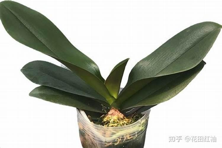 蝴蝶兰用什么肥料最好