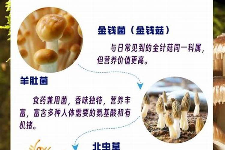 豆科植物不需要氮肥的原因