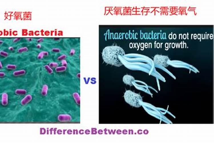 为什么豆类植物不需要施氮肥
