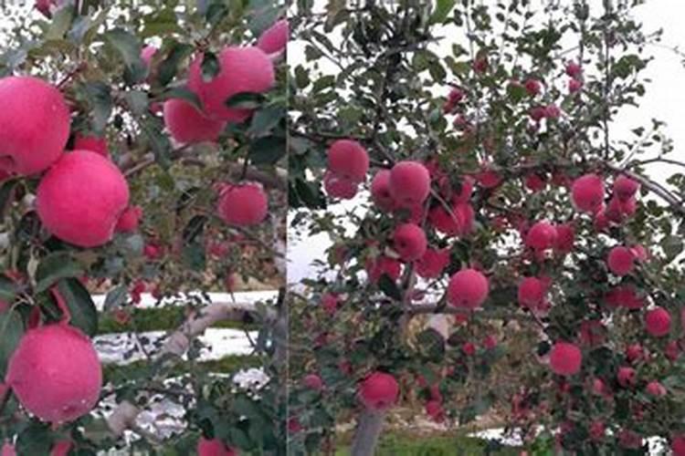 苹果套袋后用啥肥