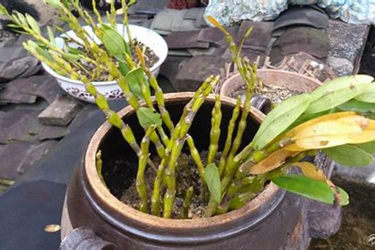 金钗石斛怎么养才开花