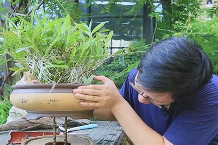 金钗石斛怎么养才开花