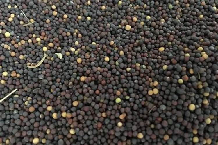 油菜高产王抽苔期什么时候喷雾最适合？