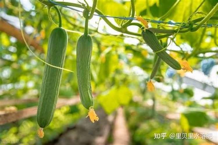 芸苔素可以解药害吗